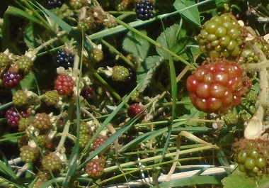 closeup of fruit on bramble.
