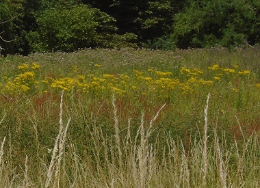 Swthes of red, yellow and purple flowers.