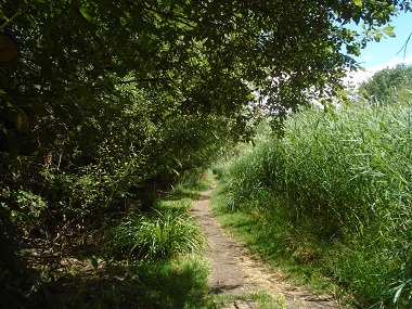 Path trough the wild vegitation