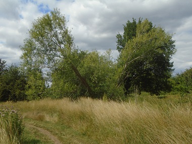 Trees and clowds