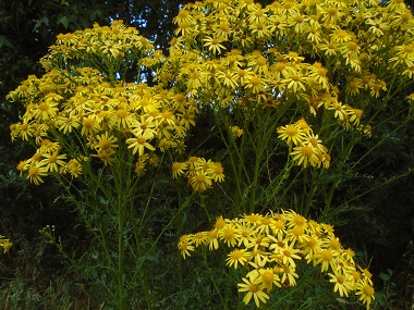 closeup of yellow flowers