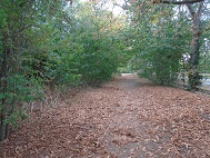 leaves