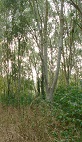 woods