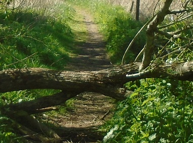 Fallen tree blocking path