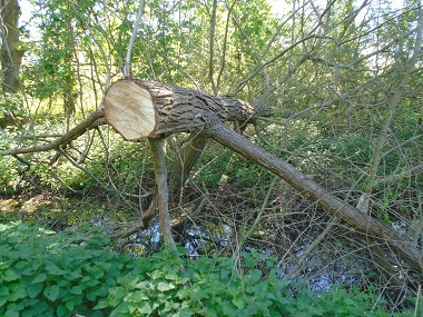 Felled tree looking like a three-leged monster