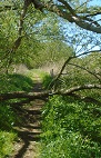 Fallen tree