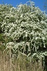 Hawthorn in flower