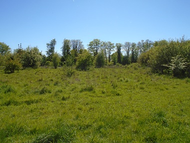 View across rough grassland to distant trees