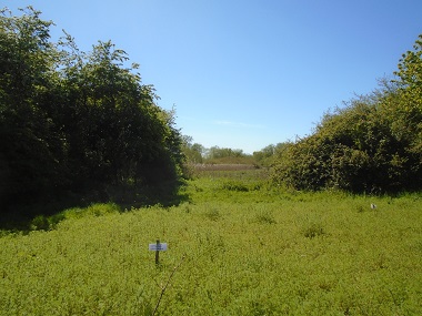 View from NE corner of field