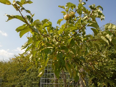 Fruit tree