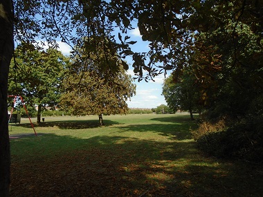 open grass area from trees