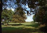 View of open area through the trees