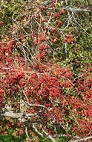 Firethorn trees