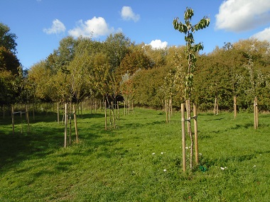 New tree plantation