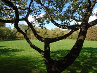 Climbable tree