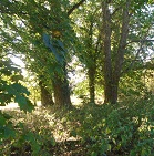 Wooded area