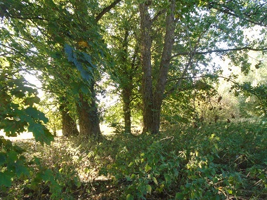 Wooded area