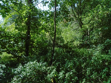 Wild vegitation.