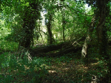 Wild vegitation