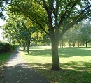Ladygrove Meadow